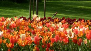 Pralormo Messer Tulipano 2