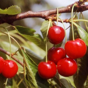 ciliegie in primo piano