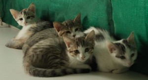 foto gattile 2
