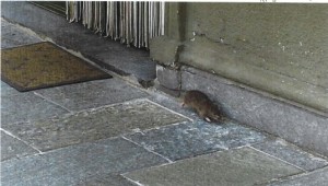 ratto in via vittorio