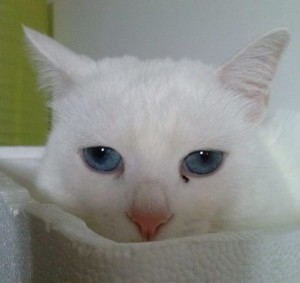 Uno degli autosgatti pervenuti