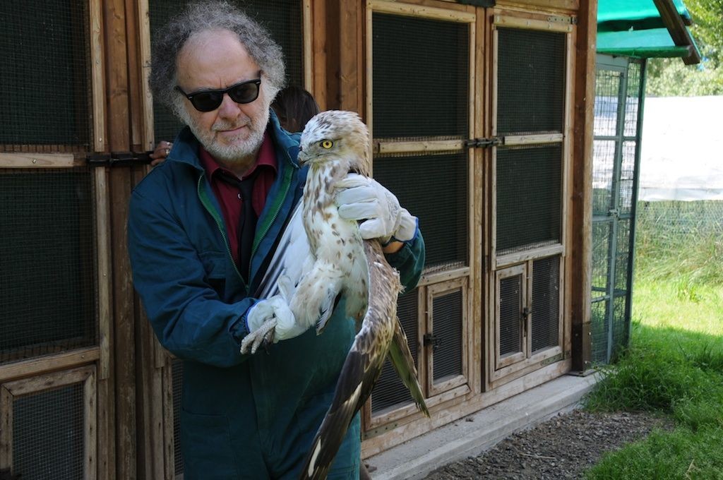 Biancone_liberato_ad_Avigliana_1