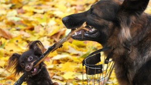 canipiccolivscanigrandi