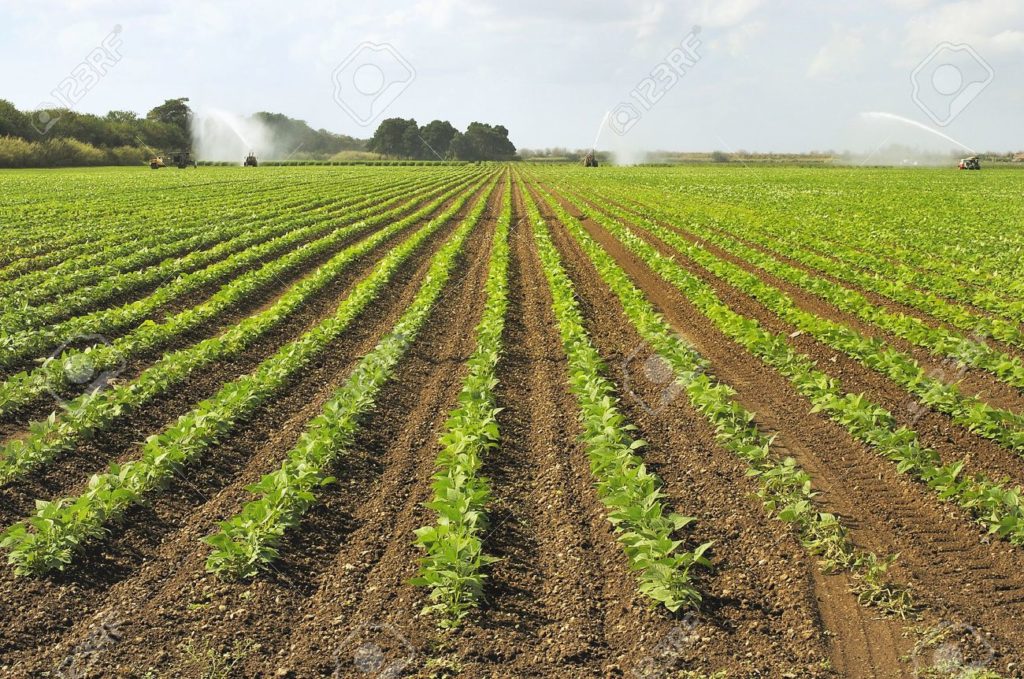 campo coltivato