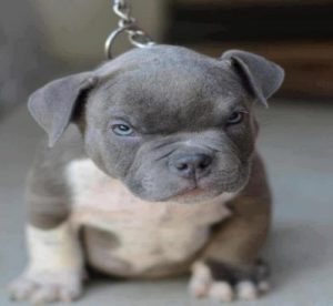 pit-bull-puppy