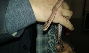 coronella_strada_antica_collegno_1