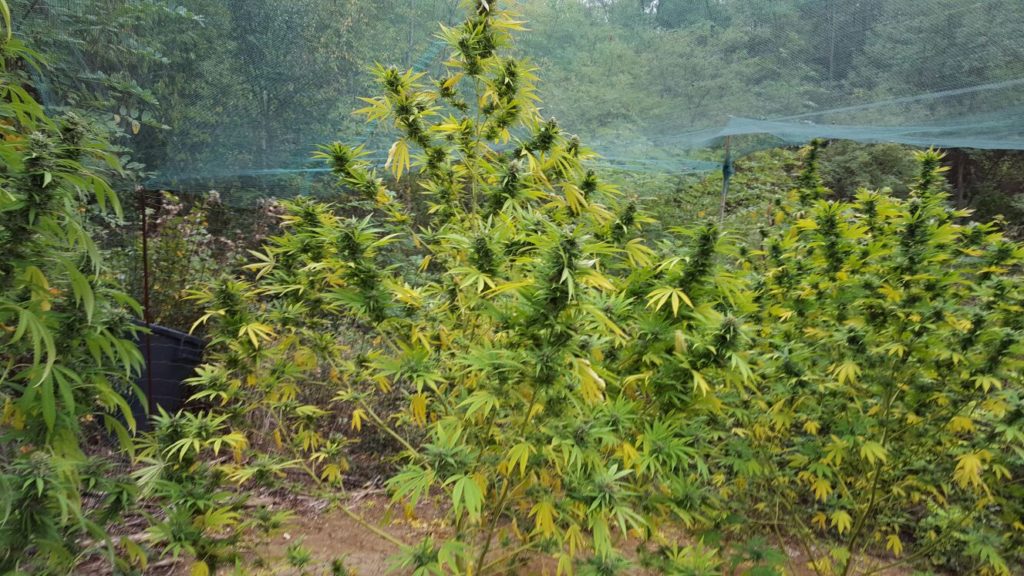 asti-cannabis