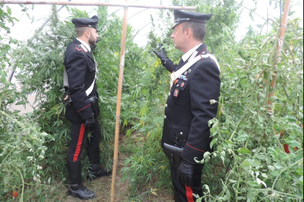poirino-cannabis