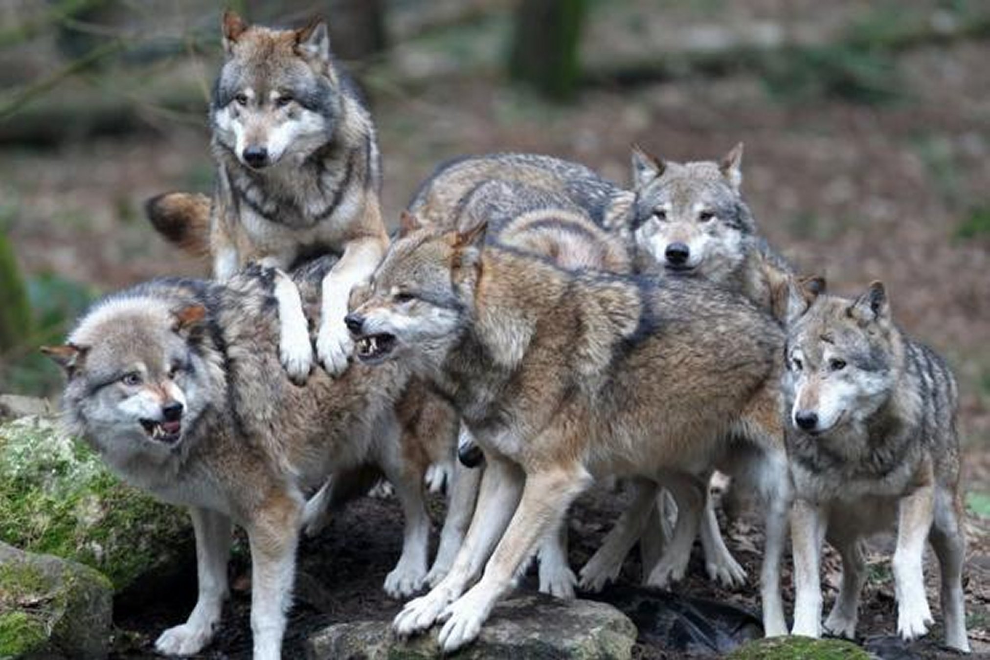 CRONACA – Ceresole Reale, paura dei lupi: uccise 15 pecore e 3 capre -  CentoTorri