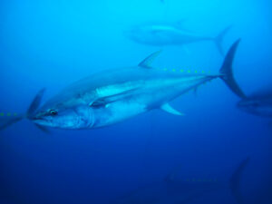 Giornata Mondiale del Tonno Airone Seafood